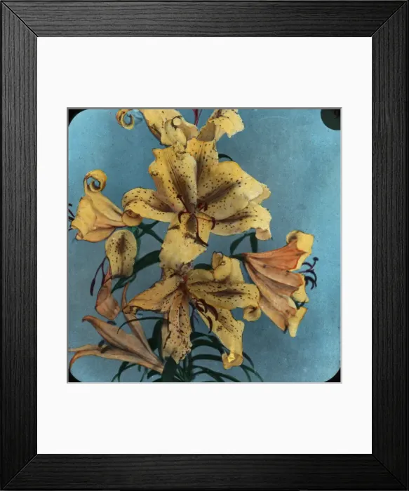 Framed Print : Flowers - Golden red lily Framed Print : Flowers - Golden red lily