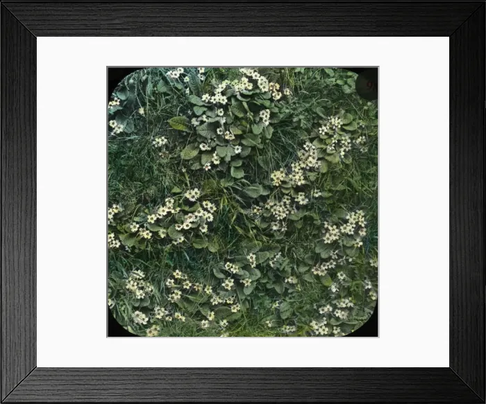 Framed Print : Flowers - A Primrose Bank Framed Print : Flowers - A Primrose Bank