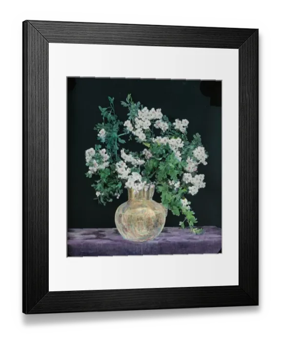 Framed Print : Flowers - Hawthorn Blossom Framed Print : Flowers - Hawthorn Blossom