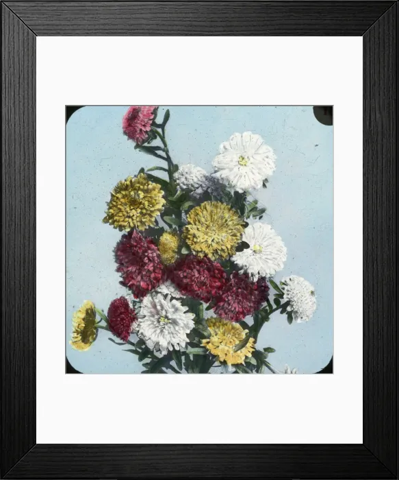 Framed Print : Flowers - Asters Framed Print : Flowers - Asters