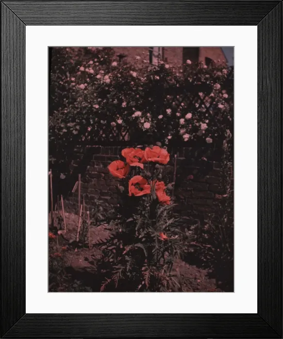 Framed Print : Flowers - Poppies Framed Print : Flowers - Poppies