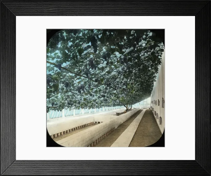Framed Print : Flowers - The Great Vine Framed Print : Flowers - The Great Vine
