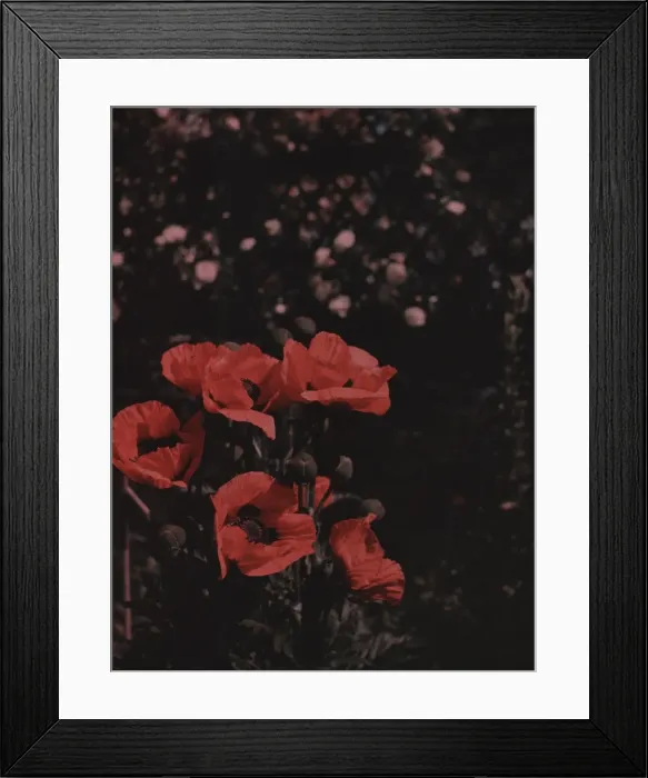 Framed Print : Flowers - Close- up poppies Framed Print : Flowers - Close- up poppies