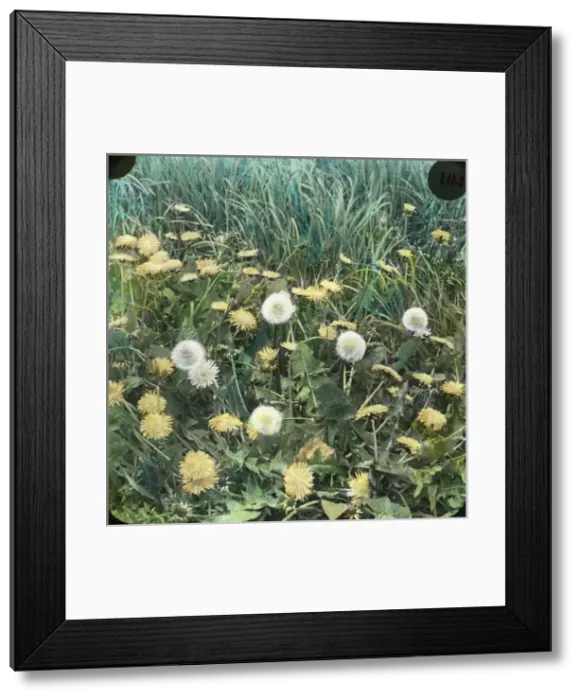 Framed Print : Flowers - Dandelion Framed Print : Flowers - Dandelion