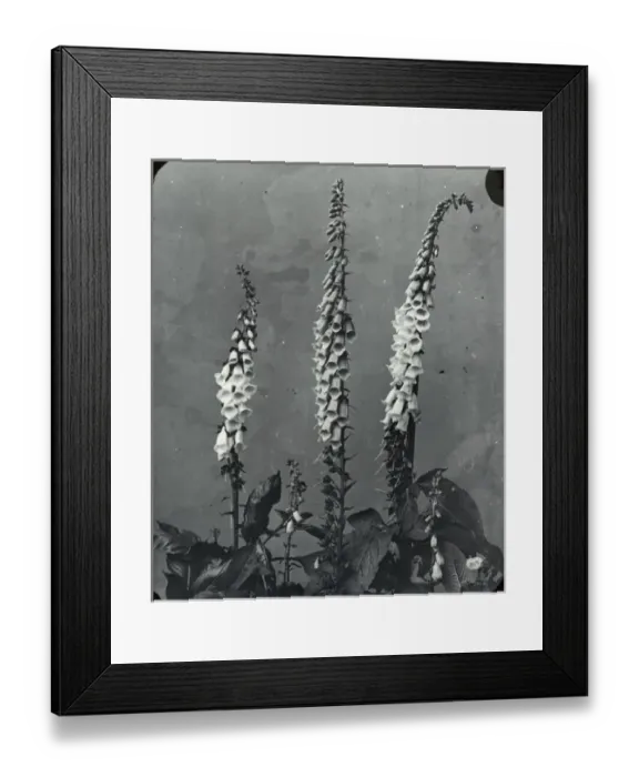 Framed Print : Flowers - Foxglove Framed Print : Flowers - Foxglove