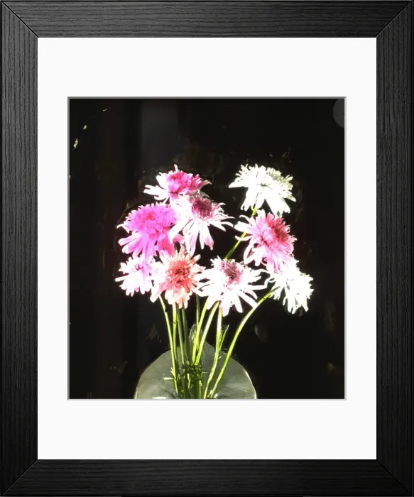Framed Print : Flowers - Pyrethrum, red Framed Print : Flowers - Pyrethrum, red