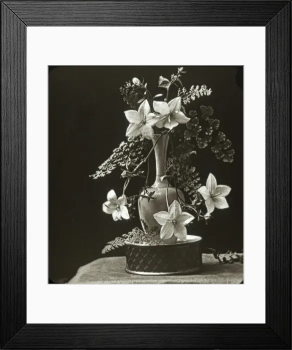 Framed Print : Flowers - Campanula Framed Print : Flowers - Campanula