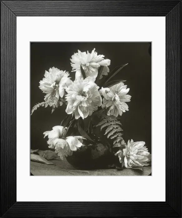 Framed Print : Flowers - Peony Framed Print : Flowers - Peony