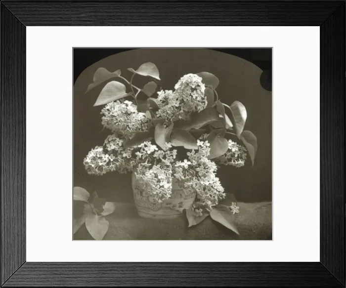 Framed Print : Flowers - Lilac Framed Print : Flowers - Lilac