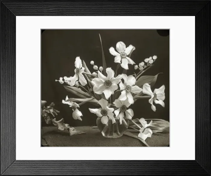 Framed Print : Flowers - Narcissus Framed Print : Flowers - Narcissus