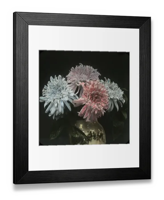 Framed Print : Flowers - Blue and Pink carnations Framed Print : Flowers - Blue and Pink carnations