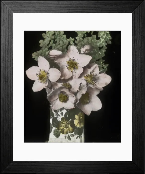 Framed Print : Flowers - Open blooms Framed Print : Flowers - Open blooms