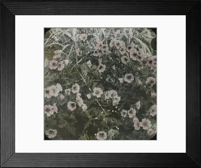 Framed Print : Flowers - Floral display in a flowerbed Framed Print : Flowers - Floral display in a flowerbed