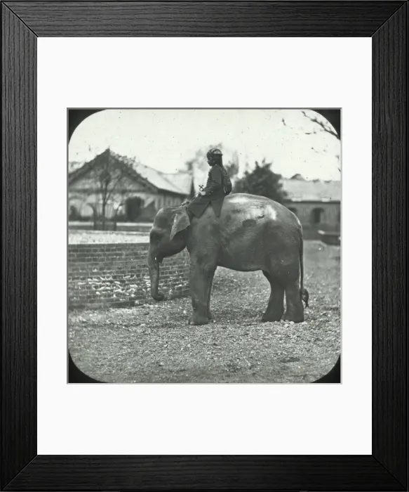 Framed Print : London, England - Indian Elephant Framed Print : London, England - Indian Elephant