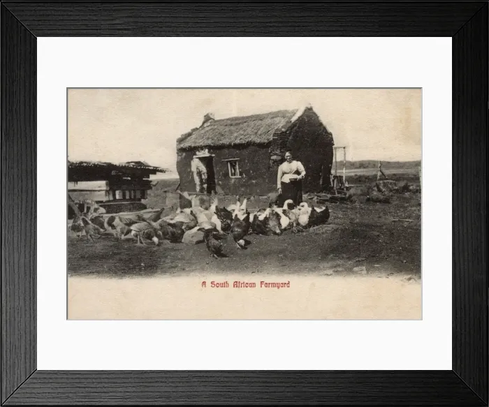 Framed Print : Woman feeding poultry in a farmyard, South Africa Framed Print : Woman feeding poultry in a farmyard, South Africa