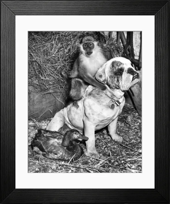 Framed Print : Bulldog, Monkey and Duck Framed Print : Bulldog, Monkey and Duck