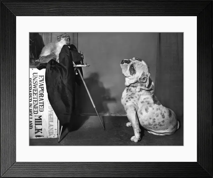 Framed Print : Bulldog and Monkey with camera Framed Print : Bulldog and Monkey with camera