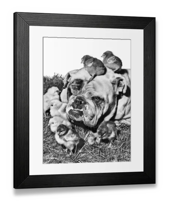 Framed Print : Bulldog and Chicks Framed Print : Bulldog and Chicks