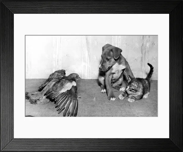 Framed Print : Wood Pigeon, Pup and Kitten Framed Print : Wood Pigeon, Pup and Kitten