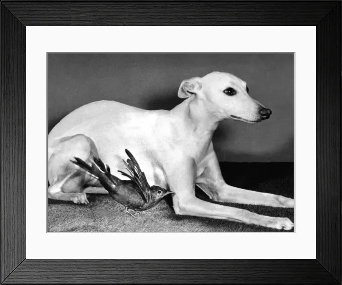 Framed Print : Whippet and Blackbird Framed Print : Whippet and Blackbird