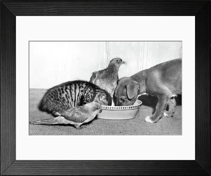 Framed Print : Wood Pigeon, Pup, Kitten and Parakeet Framed Print : Wood Pigeon, Pup, Kitten and Parakeet