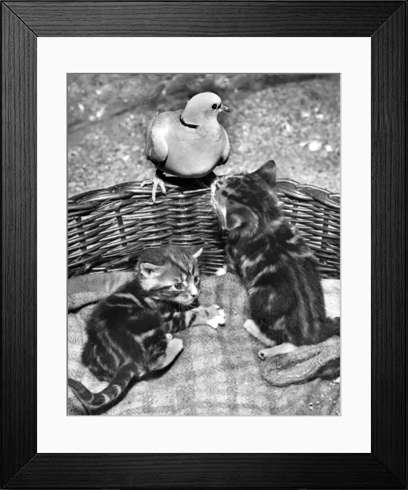 Framed Print : Dove and Kittens Framed Print : Dove and Kittens