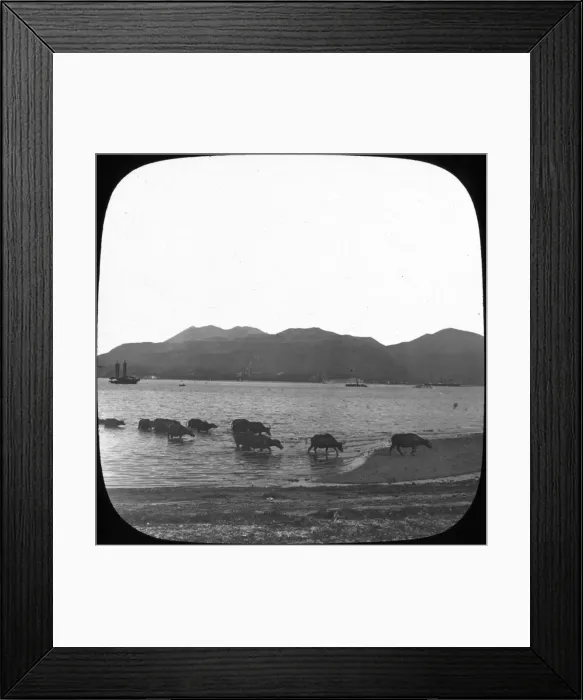 Framed Print : Hong Kong - Water Buffallo Framed Print : Hong Kong - Water Buffallo