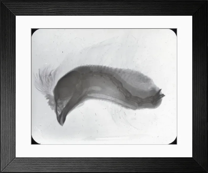 Framed Print : X-Ray - Birds Head showing crest Framed Print : X-Ray - Birds Head showing crest