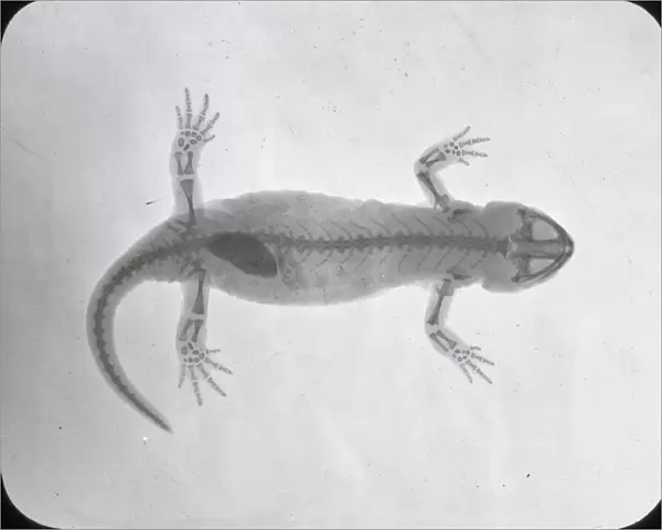 X-Ray - Salamander