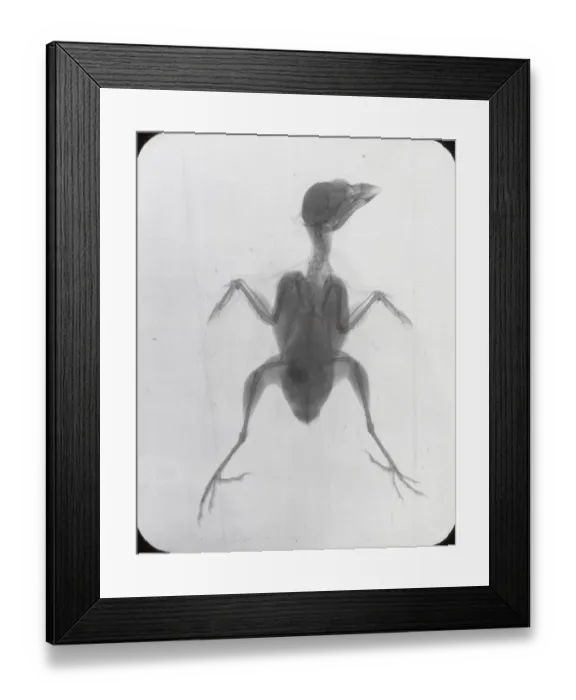 Framed Print : X-Ray - Common House Sparrow