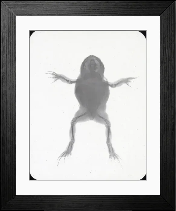 Framed Print : X-Ray - Toad Framed Print : X-Ray - Toad
