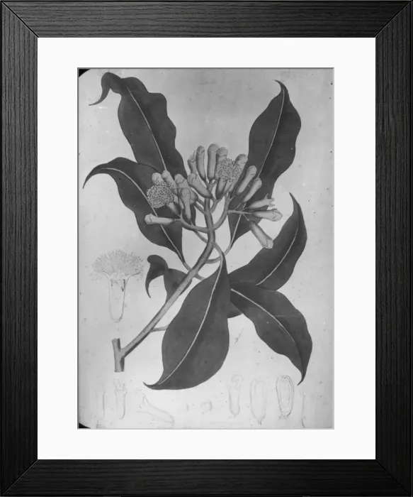 Framed Print : X-Ray - Fruit Framed Print : X-Ray - Fruit