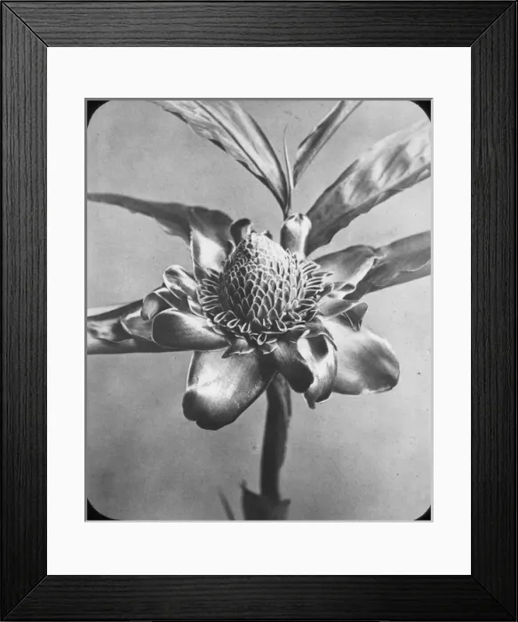 Framed Print : X-Ray - Blossom Framed Print : X-Ray - Blossom