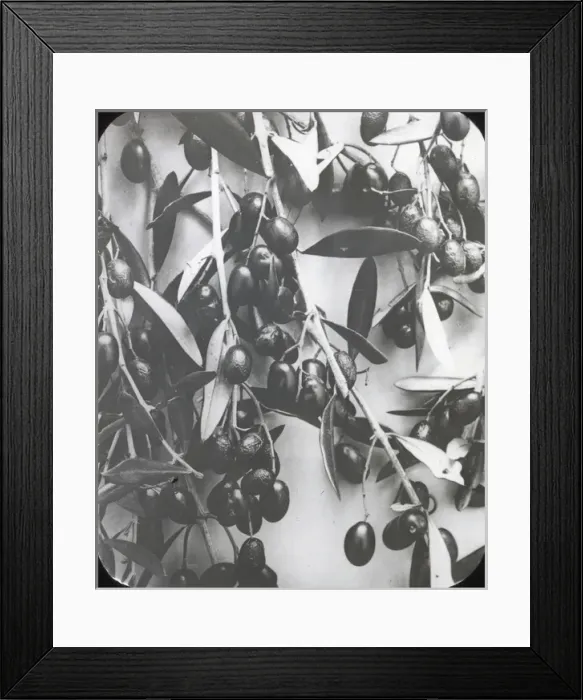 Framed Print : X-Ray - Olives Framed Print : X-Ray - Olives