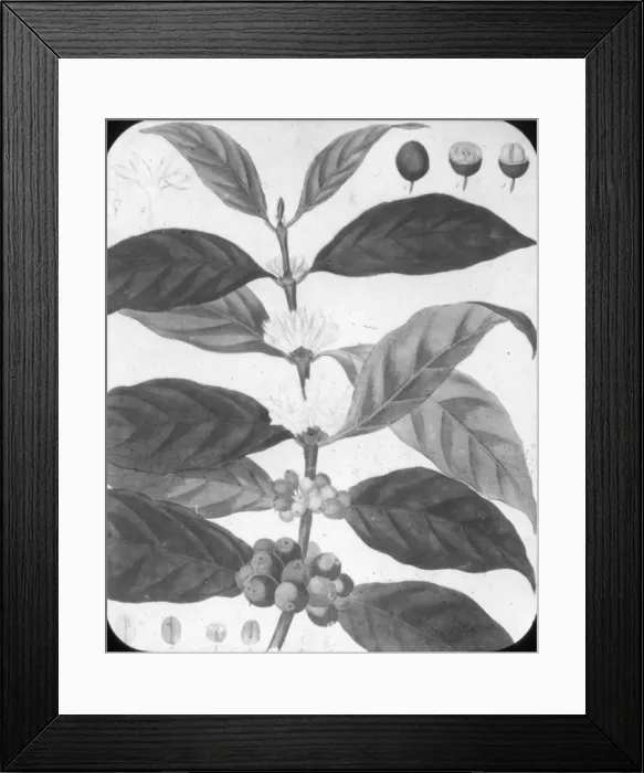 Framed Print : X-Ray - Coffee Blossom Framed Print : X-Ray - Coffee Blossom