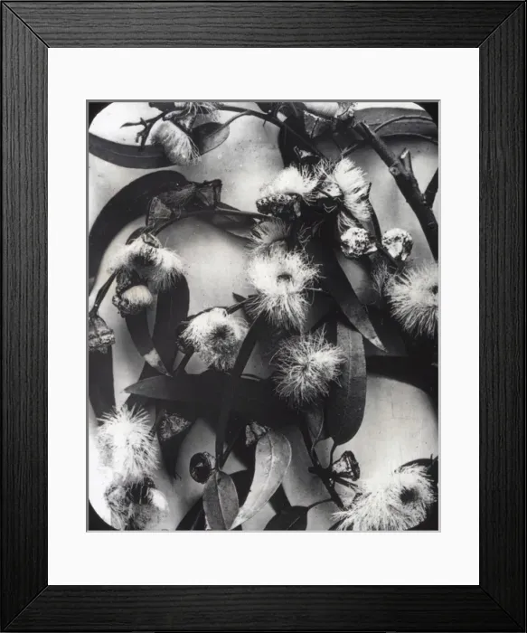 Framed Print : X-Ray - Eucalyptus Plant Framed Print : X-Ray - Eucalyptus Plant