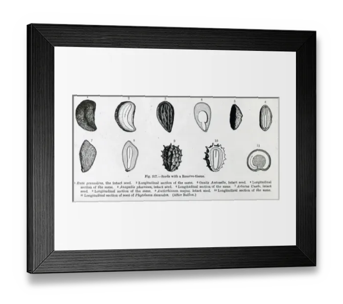 Framed Print : X-Ray - Pictures of 11 different seeds Framed Print : X-Ray - Pictures of 11 different seeds