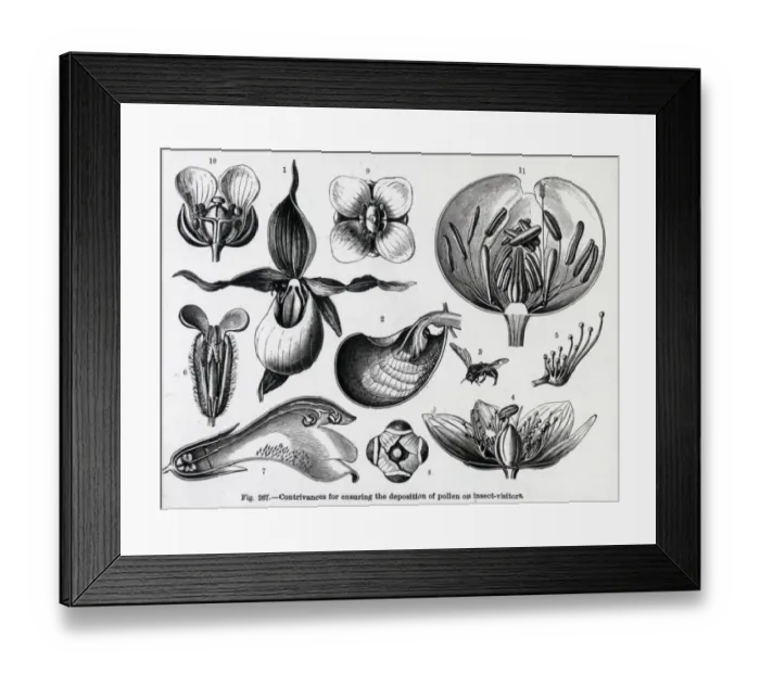Framed Print : X-Ray - Various Pollination Models Framed Print : X-Ray - Various Pollination Models