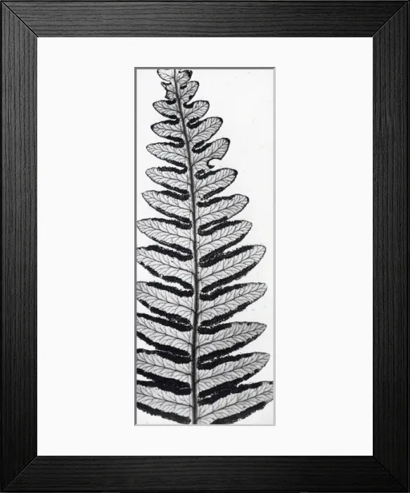 Framed Print : X-Ray - Fern Framed Print : X-Ray - Fern