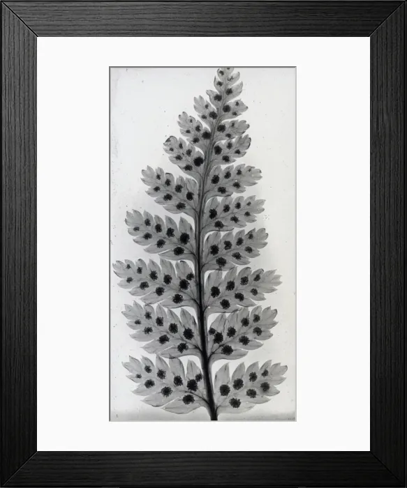 Framed Print : X-Ray - Leaves and Seeds Framed Print : X-Ray - Leaves and Seeds