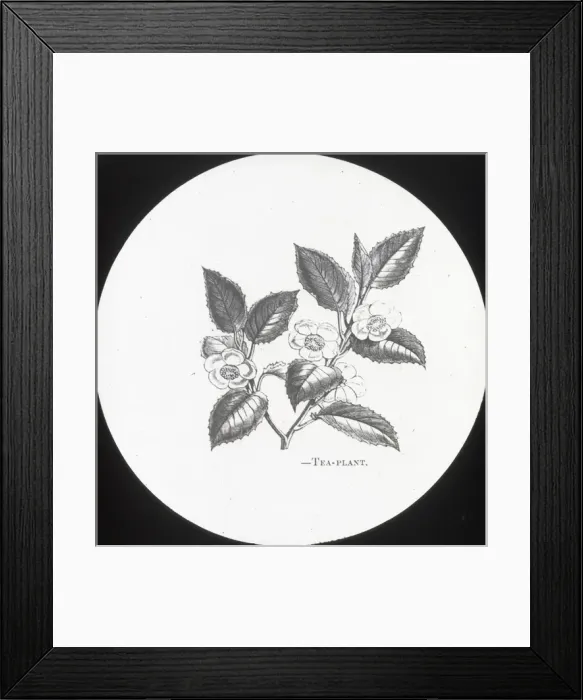 Framed Print : X-Ray - Tea Plant Framed Print : X-Ray - Tea Plant