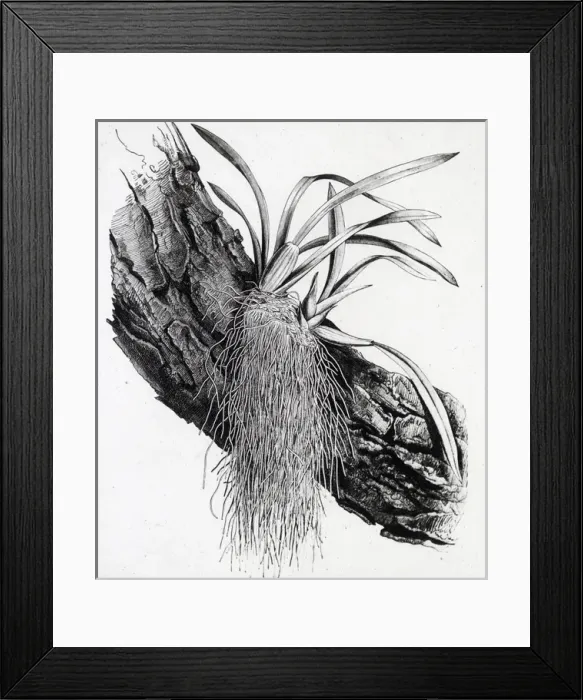 Framed Print : X-Ray - Growth on Branch Framed Print : X-Ray - Growth on Branch