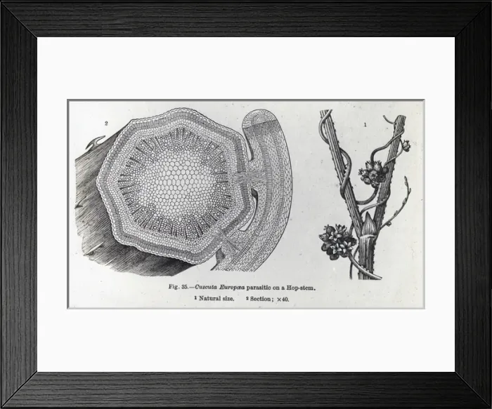 Framed Print : X-Ray - Hop Stem Parasite - Section of plant Framed Print : X-Ray - Hop Stem Parasite - Section of plant