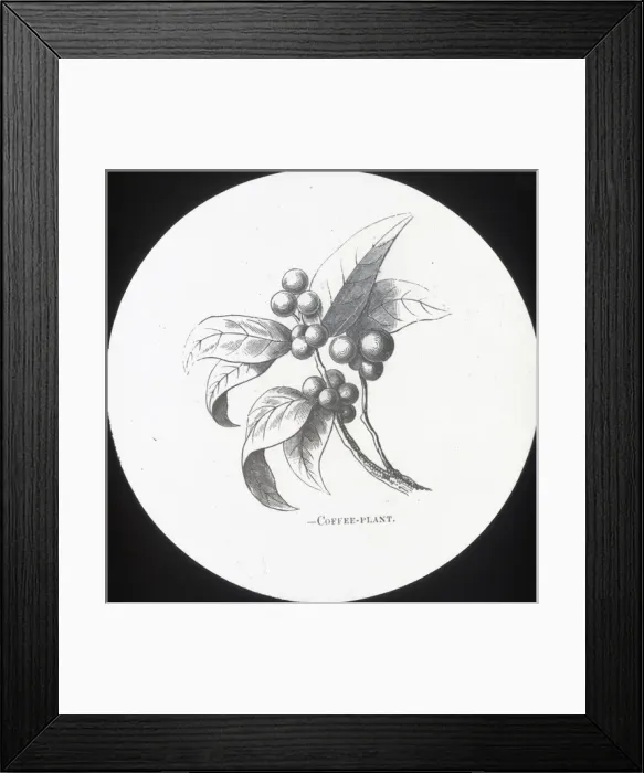 Framed Print : X-Ray - Coffee plant Framed Print : X-Ray - Coffee plant