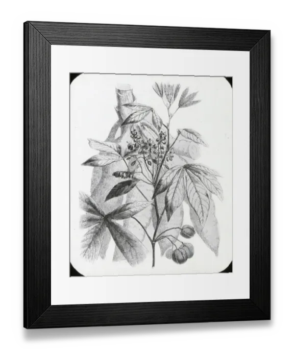 Framed Print : X-Ray - Tapioca Plant Framed Print : X-Ray - Tapioca Plant