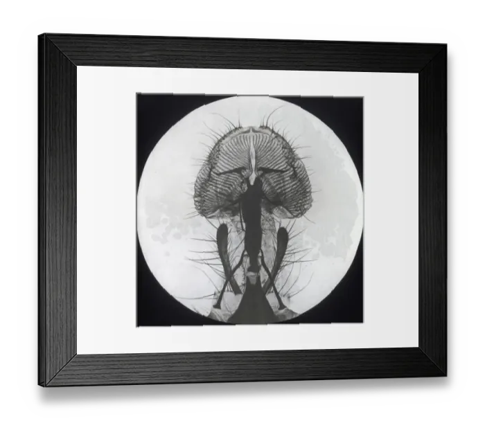 Framed Print : X-Ray - Close-up X-ray view of a Blow Fly Proboscis Framed Print : X-Ray - Close-up X-ray view of a Blow Fly Proboscis