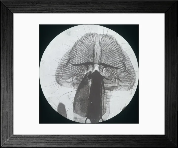 Framed Print : X-Ray - Close-up X-ray view of a Blow Fly Proboscis Framed Print : X-Ray - Close-up X-ray view of a Blow Fly Proboscis