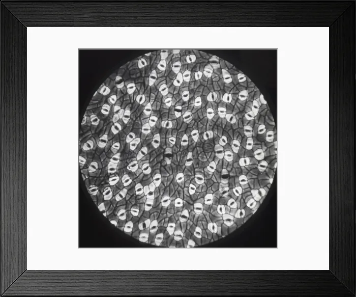 Framed Print : X-Ray - Mistletoe Leaf Framed Print : X-Ray - Mistletoe Leaf