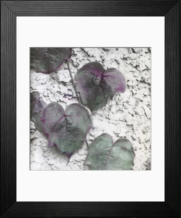 Framed Print : X-Ray - Ivy Framed Print : X-Ray - Ivy