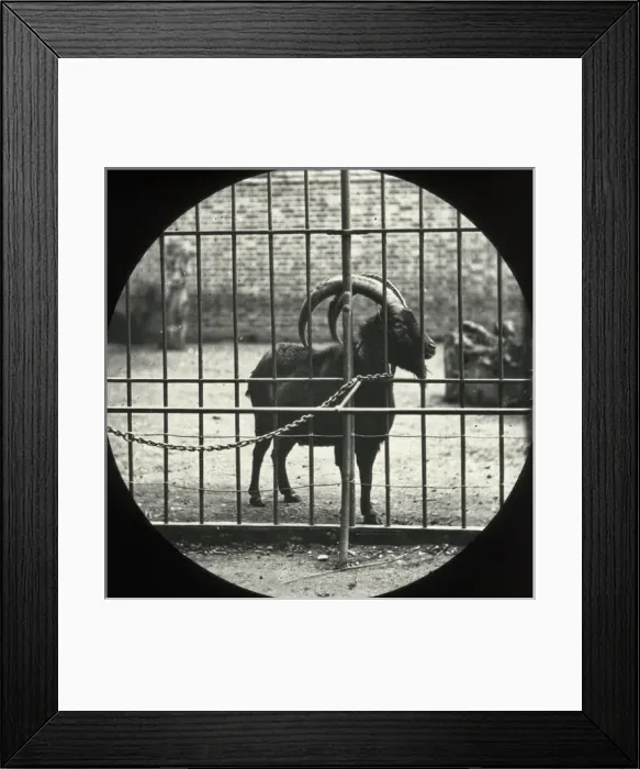 Framed Print : Zoo - Ibex Framed Print : Zoo - Ibex